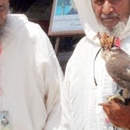 Zaouiat Lakouacem, Le Festival de la fauconnerie Lekouassem fait sensation, Le Matin